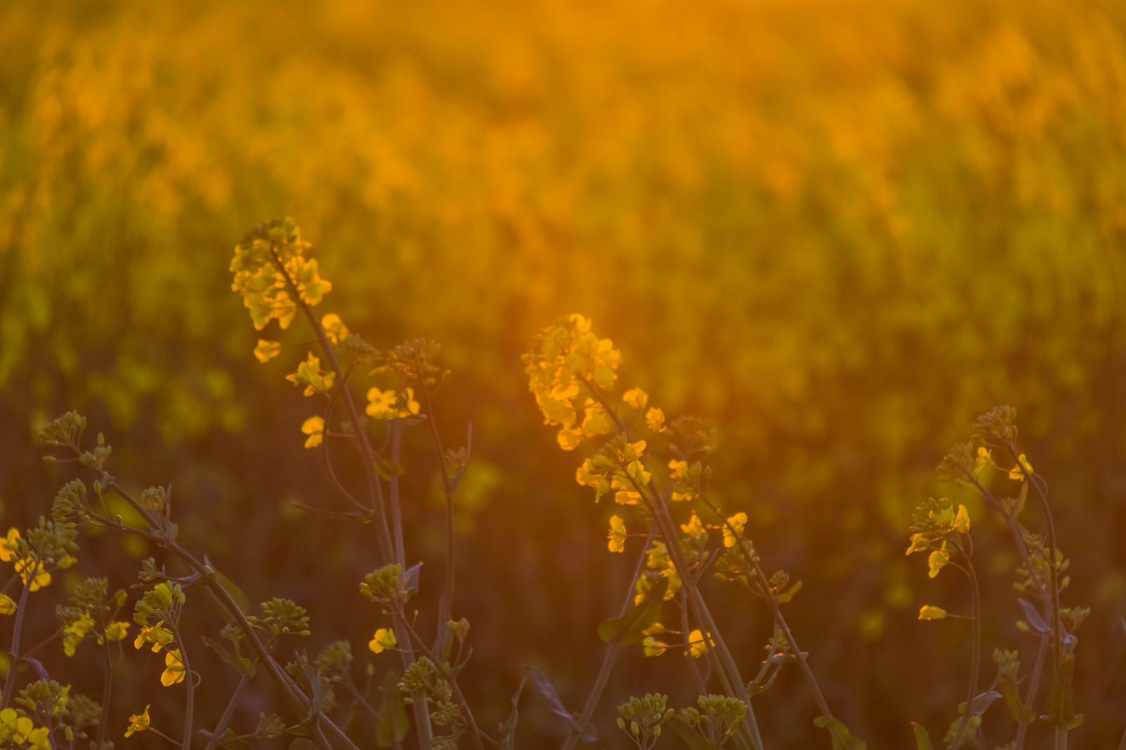 sollys, landskab, solnedgang, natur, græs, Mark, gul, morgen, Raps, efterår, blad, blomst, græsarealer, plante, flora, solnedg ng, landskabet, landsbygd, rapper, f lt, s dersl tt, landskap, raps, rapefield, eng, wildflower, prærie, jord plante, blomstrende plante, tæt på, makrofotografering, græs familie, stængelplante, daisy familie
