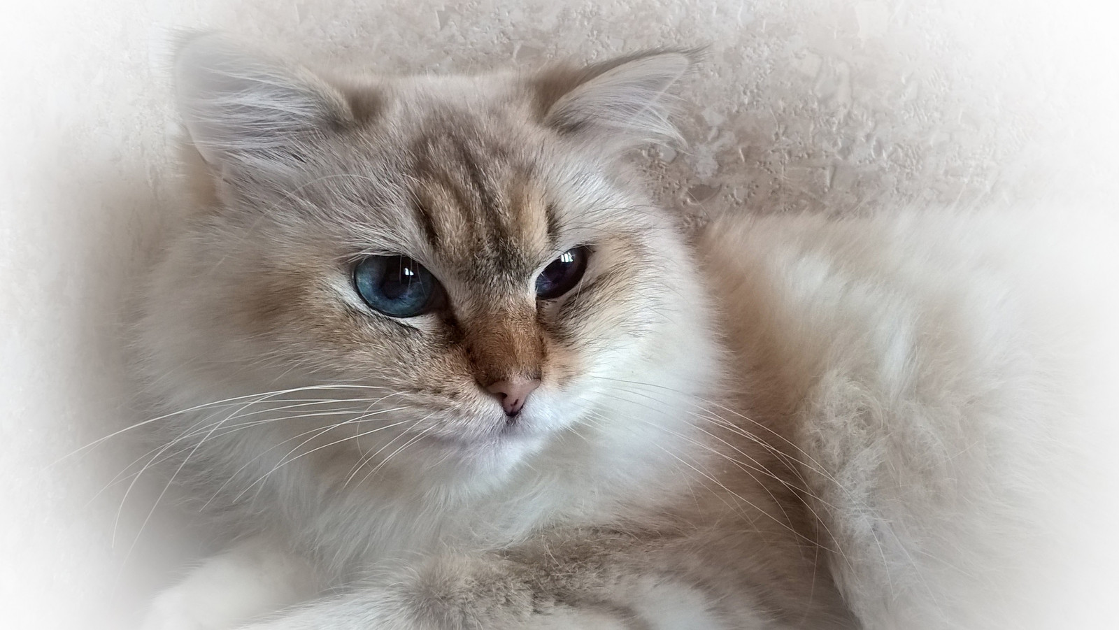 kočka, zvěř, nos, kníry, kůže, savec, obratlovců, zblízka, kočka jako savci, malé až středně velké kočky, carnivoran, domácí krátké vlasy kočka, domácí dlouhé vlasy kočka, Norská lesní kočka, sibiřský, Birma, ragdoll, britská polo-dlouhosrsté