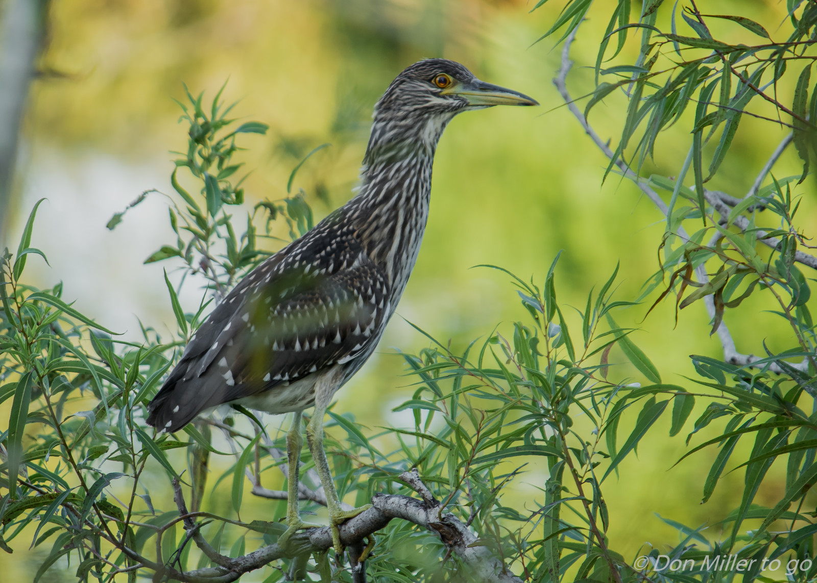 ptactvo, Příroda, venku, větev, Volně žijících živočichů, zobák, Florida, pták, pozorování ptáků, venicerookery, hnízdiště ptáků, nightheron, volavka, D5500, fauna, prohlížení pták, obratlovců