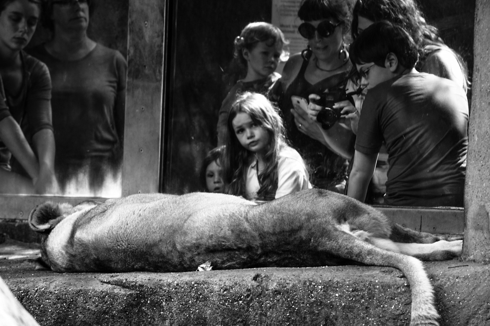 วัด, สีขาว, ดำ, ขาวดำ, การถ่ายภาพ, สิงโต, Nikon, สวนสัตว์, อารมณ์, ชิคาโก, ต้นไม้, สัตว์, หญิงสาว, สนุก, มนุษย์, สไตล์, รูปถ่าย, d3100, nikond3100, สัตว์เลี้ยงลูกด้วยนม, ภาพรวม, ดำและขาว, ถ่ายภาพขาวดำ, สัตว์มีกระดูกสันหลัง, evacares, evaobrien, lincolnparkzoo