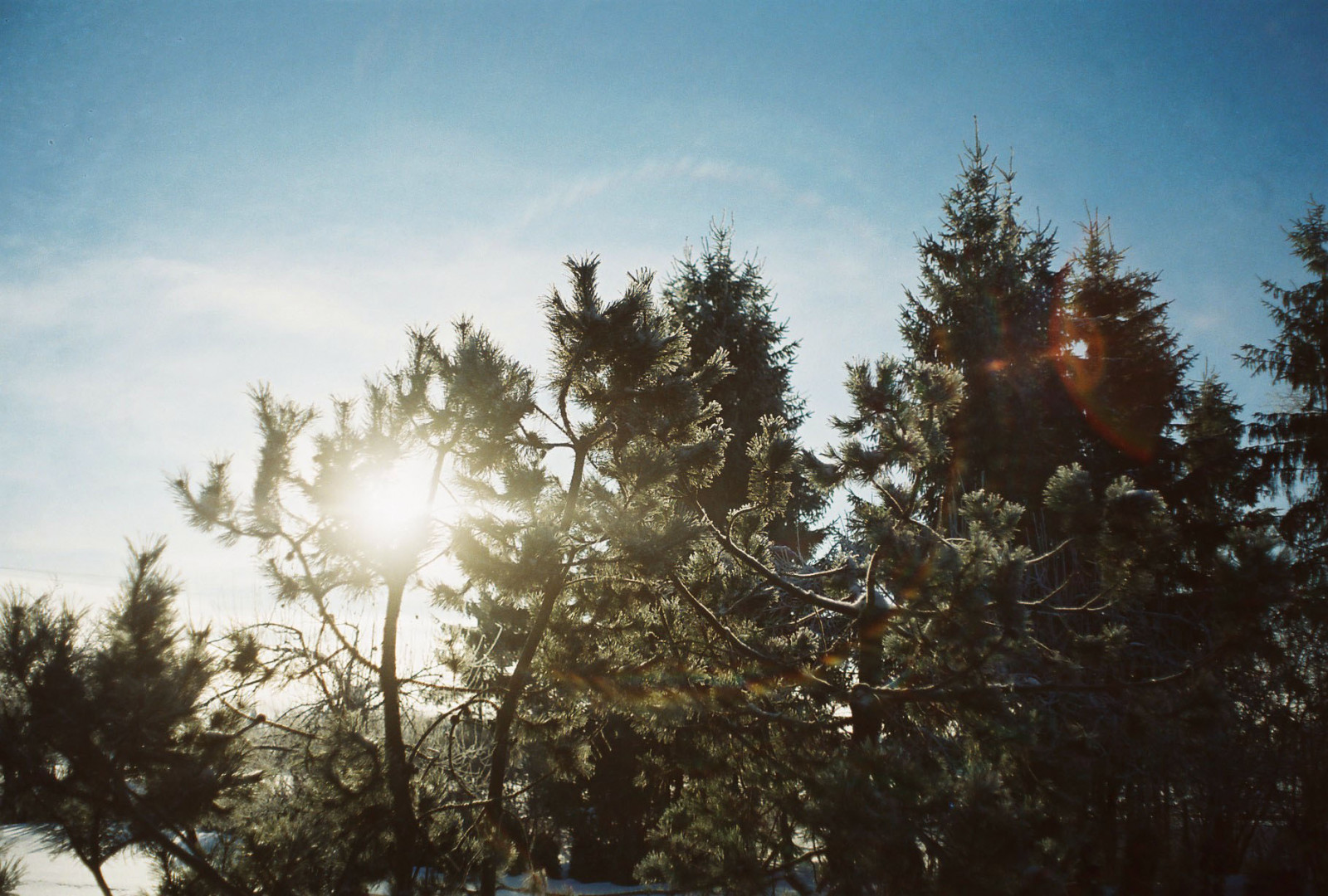 ráno, stromy, zima, nebe, slunce, slunečnímu záření, sníh, film, analogový, 35MM, Estonsko, větve, borovice, světlice, zenit, větvičky, Eesti, zenitem