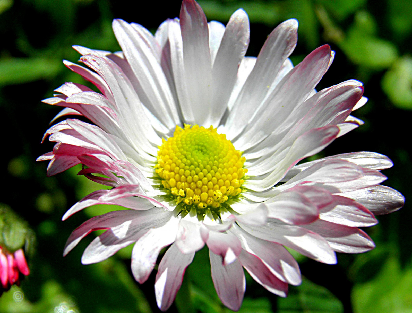 sollys, blomst, makro, tæt på, forår, naturallight, forår, macromondays, itsallaboutthenaturallight