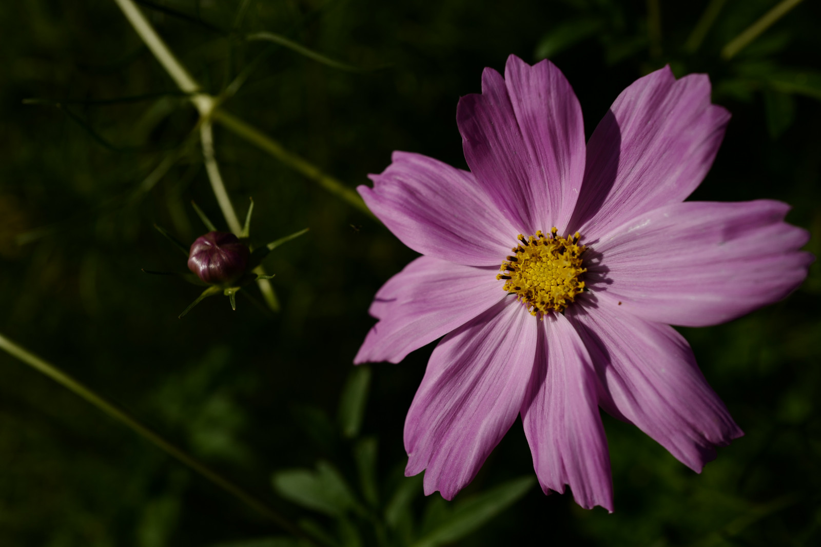 Japonsko, Příroda, květ, Leica, Tokio, jp, květ, rostlina, kosmos, flóra, okvětní lístek, louka, Hamarikyu, Shiodome, summilux, leicaq, summilux1728, q, 1728, divoká rostlina, botanika, suchozemská rostlina, kvetoucí rostlina, zblízka, jednoletá rostlina, makro fotografie, závod stonek, daisy rodina, zahrada kosmos
