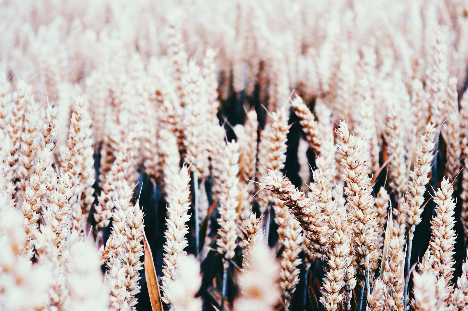 hvid, natur, minimalisme, græs, vinter, Mark, fotografering, afdeling, frost, Canon, fotograf, struktur, blomst, lyserød, forår, hvede, lys, udsættelse, træ, gylden, dybdeskarphed, blad, blomst, plante, udendørs, sæson, flora, dOF, uden for, minimal, film, forskellige, VSCO, vscocam, vscofilm, jord plante, blomstrende plante, tæt på, makrofotografering, græs familie