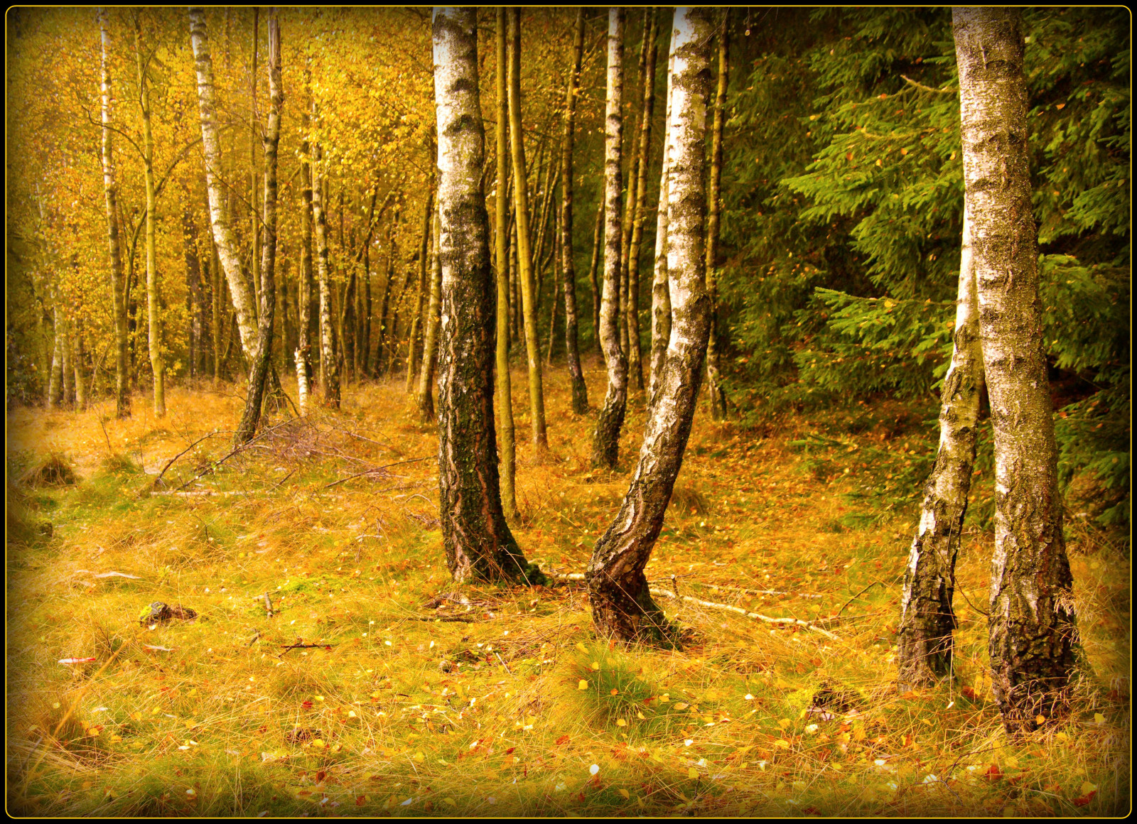 dřevo, podzim, strom, UMĚNÍ, podzim, houba, les, zálesí, Německo, tvořivý, Oberberg, Fliegenpilz, Birken, platinumphoto, anawesomeshot, theunforgettablepictures, vanagram, micarttttworldphotographyawards, micartttt