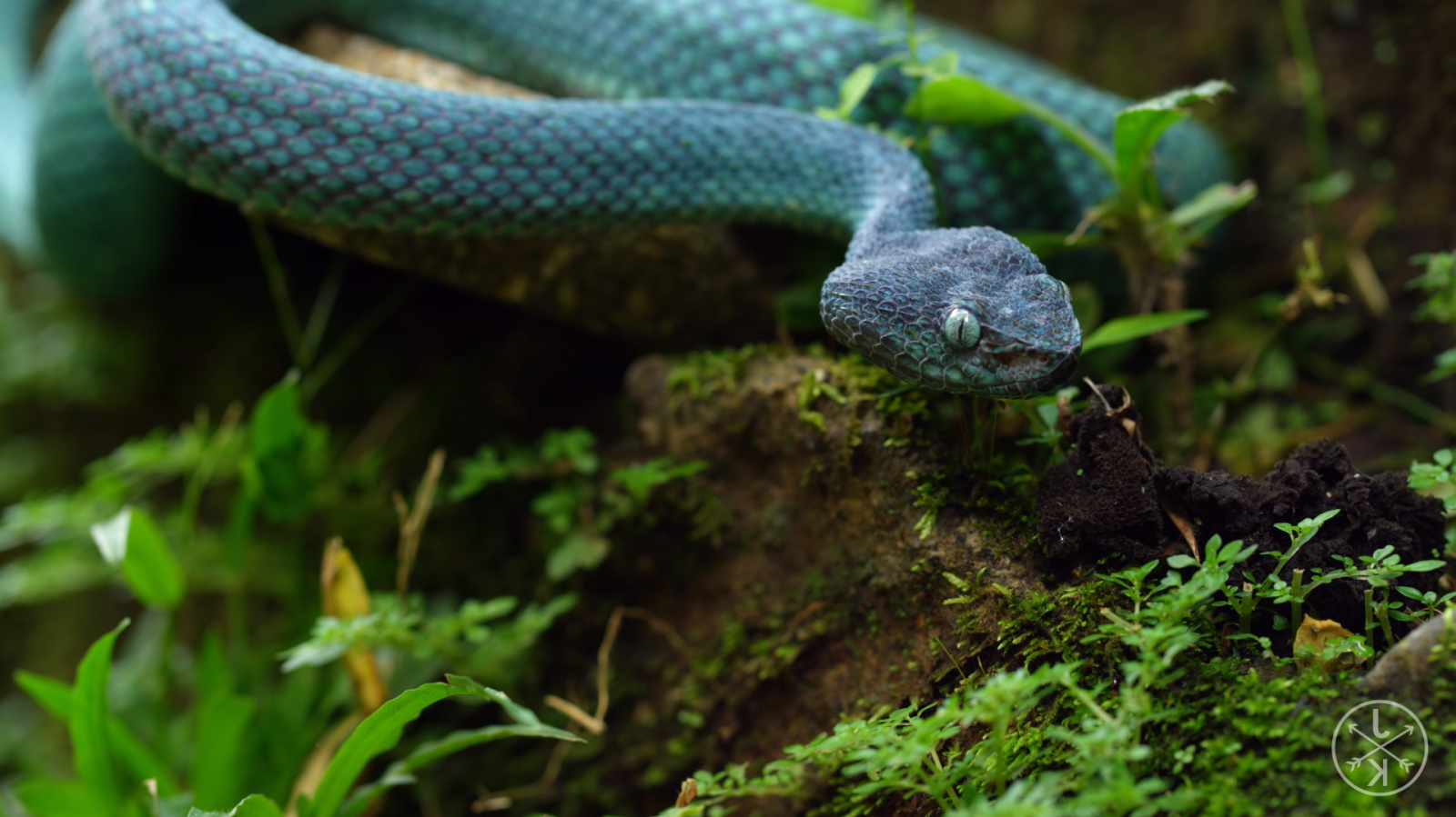 สัตว์, ธรรมชาติ, สีแดง, งู, สีเขียว, สัตว์ป่า, มด, ป่า, สัตว์เลื้อยคลาน, งู, สัตว์เลื้อยคลาน, สัตว์ป่า, 1919x1079 px, สัตว์มีกระดูกสันหลัง, สัตว์เลื้อยคลานที่ปรับขนาด, lacertidae, lacerta