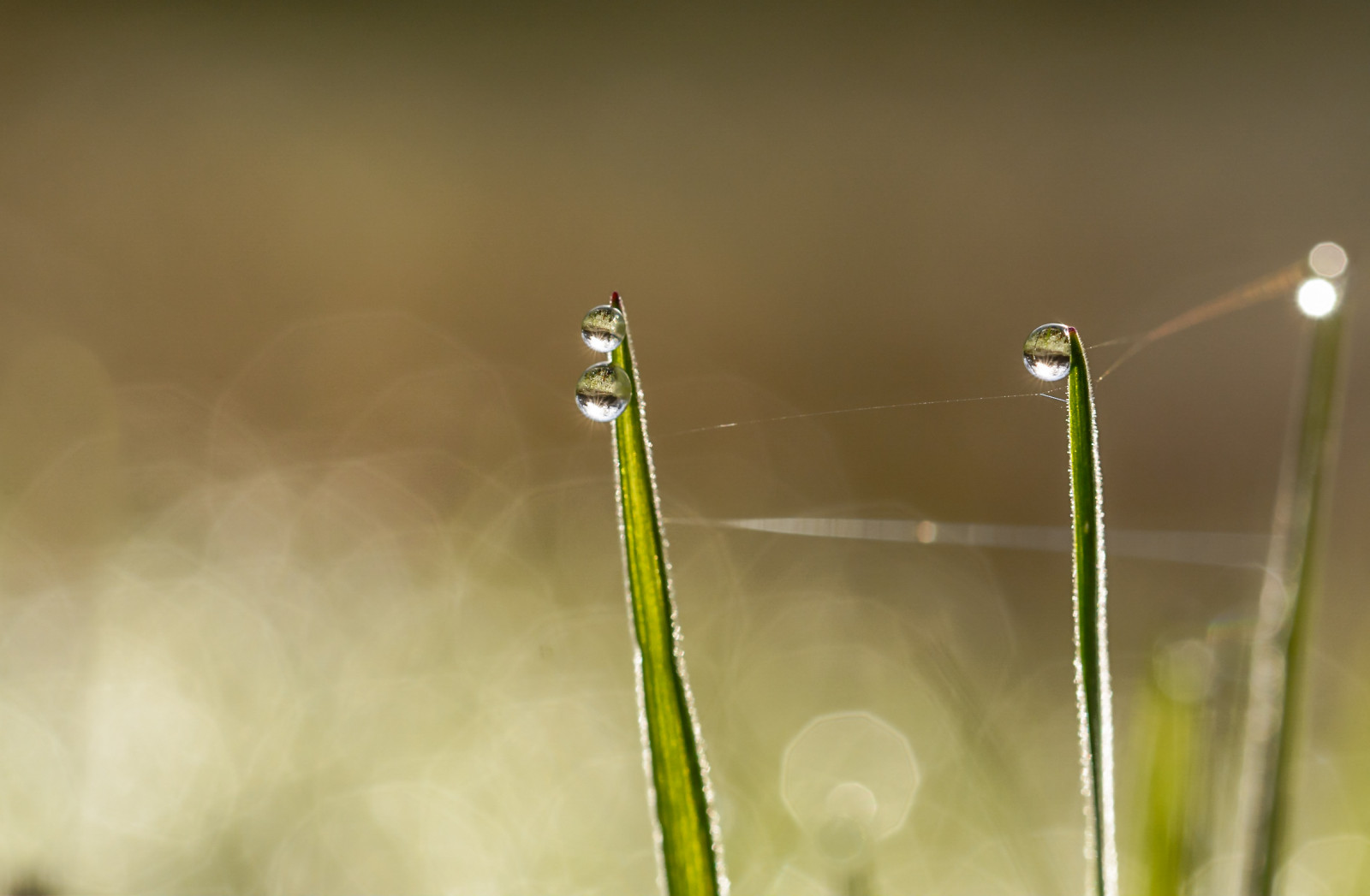 kapky, dewdrop, rosa, kapky deště, Solleveld, Guidodekleijn, nikond7100, sigma105mmf28exdgoshsmmacro
