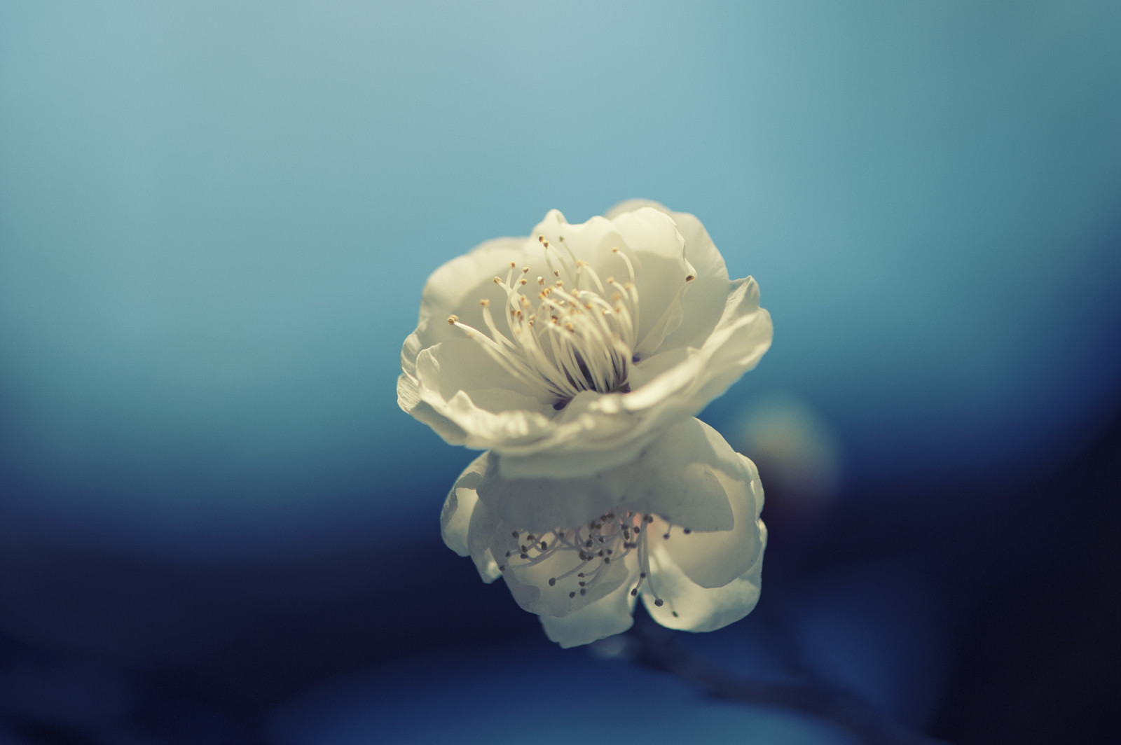 Japonsko, bílý, nebe, zima, fotografování, modrý, Nikon, květ, bokeh, objektiv, Tokio, 2012, fullframe, 50mm, květ, rostlina, UME, flóra, minimální, okvětní lístek, nikond700, fx, D700, počítač tapeta, suchozemská rostlina, kvetoucí rostlina, zblízka, makro fotografie, Hakubai, Nikon700, Konafoto, Ume2012