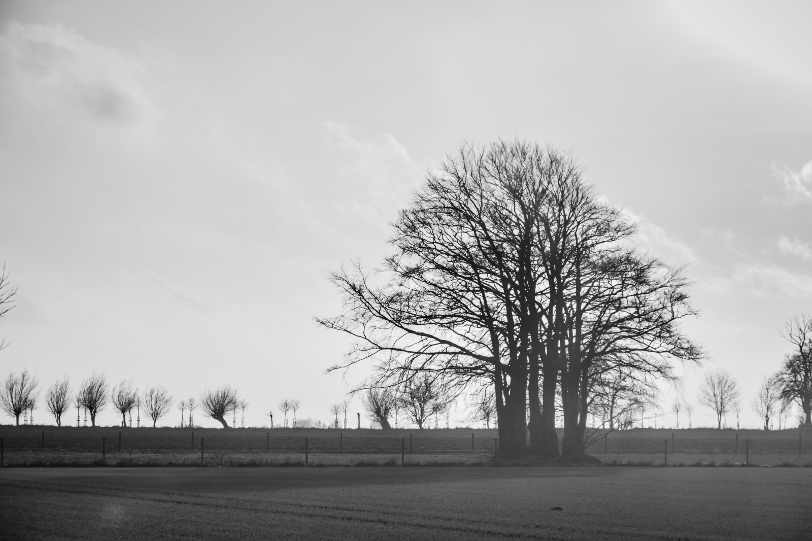slunečnímu záření, krajina, bílý, Černá, černobílý, tráva, nebe, sníh, zima, ráno, atmosféra, Černý a bílý, mrak, strom, počasí, rostlina, tělesné, tr d, venkov, landsbygd, s dersl tt, landskap, atmosférický jev, Černý a bílý, monochromatické fotografování, dřevina