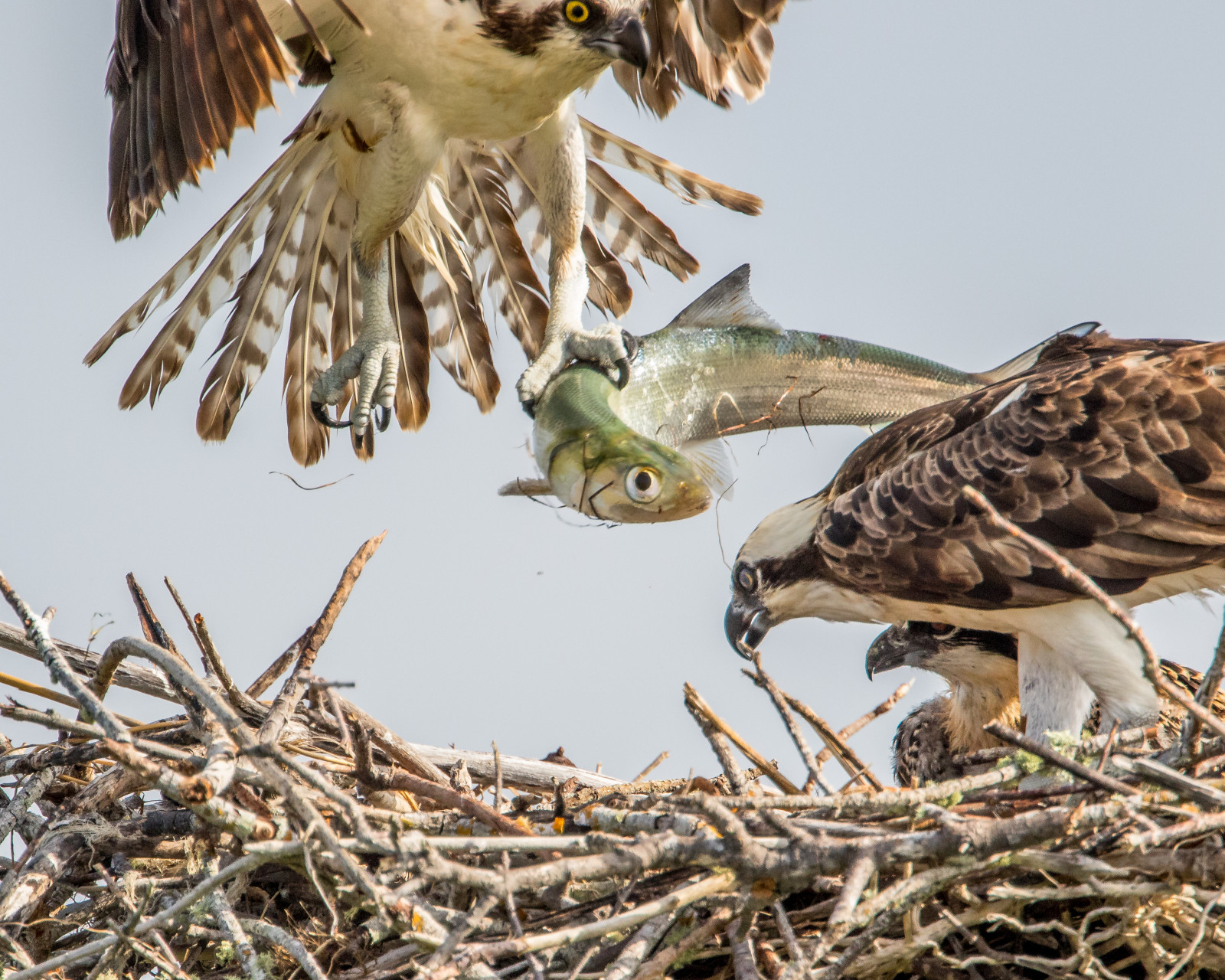 Ryba, hnízdo, Florida, rybí oko, Osprey, marcoisland, tigertailbeach, naturethroughthelens, andymorffew, morffew
