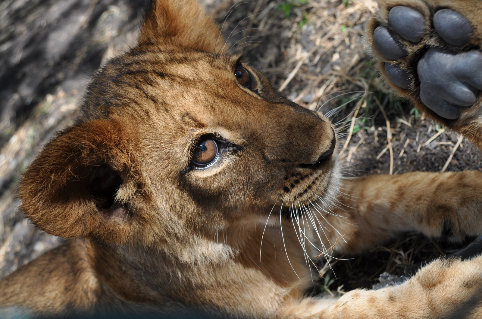park, starý, kočky, roztomilý, Příroda, nahoru, zvěř, srst, mládě, velký, tlapka, oči, Nikon, měkký, děti, ruka, zavřít, bytost, Volně žijících živočichů, 4, lev, mladý, rozkošný, turista, Safari, poi, destinace, mláďata, Dobrodružství, Mauritius, Měsíc, atrakce, Casela, Chované, D5000, flickrbigcats, elementsorganizer11