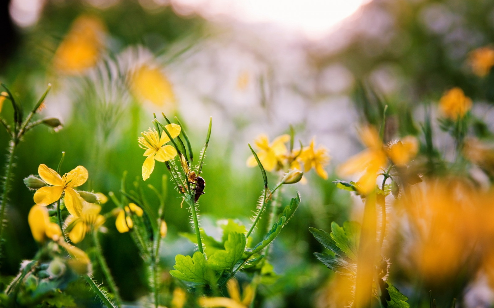 Spring Flower Insect Background Wallpaper : flowers, yellow, spring, insect 1680x1050 - wallhaven ...