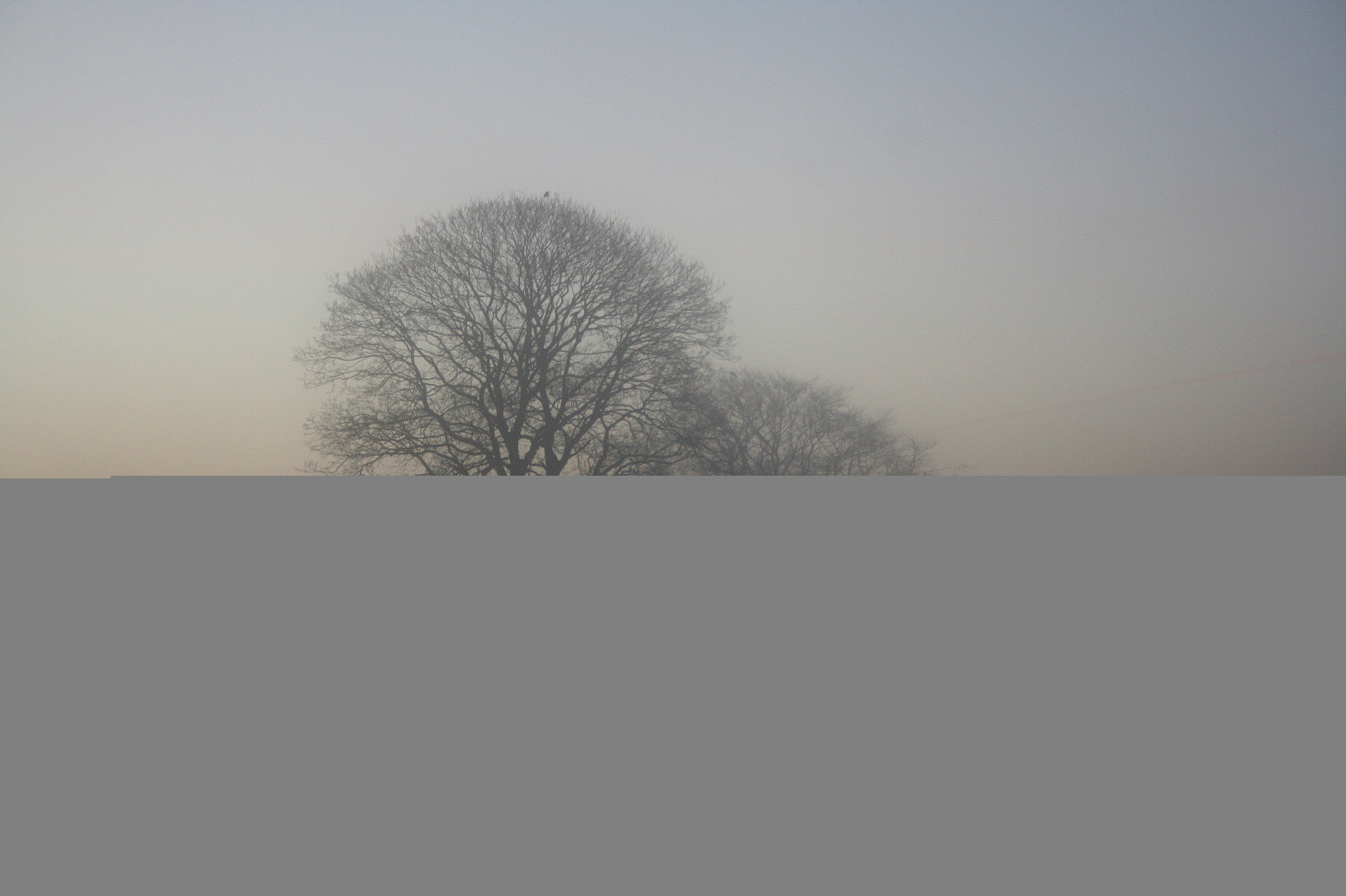 ráno, listopad, stromy, Přátelé, mlha, mlhavý, mlha, Dánsko, umlčet, melancholie, coth, supershot, flickraward, theunforgettablepictures, theperfectphotographer, 100commentgroup, saariysqualitypictures, coppercloudsilvernsun