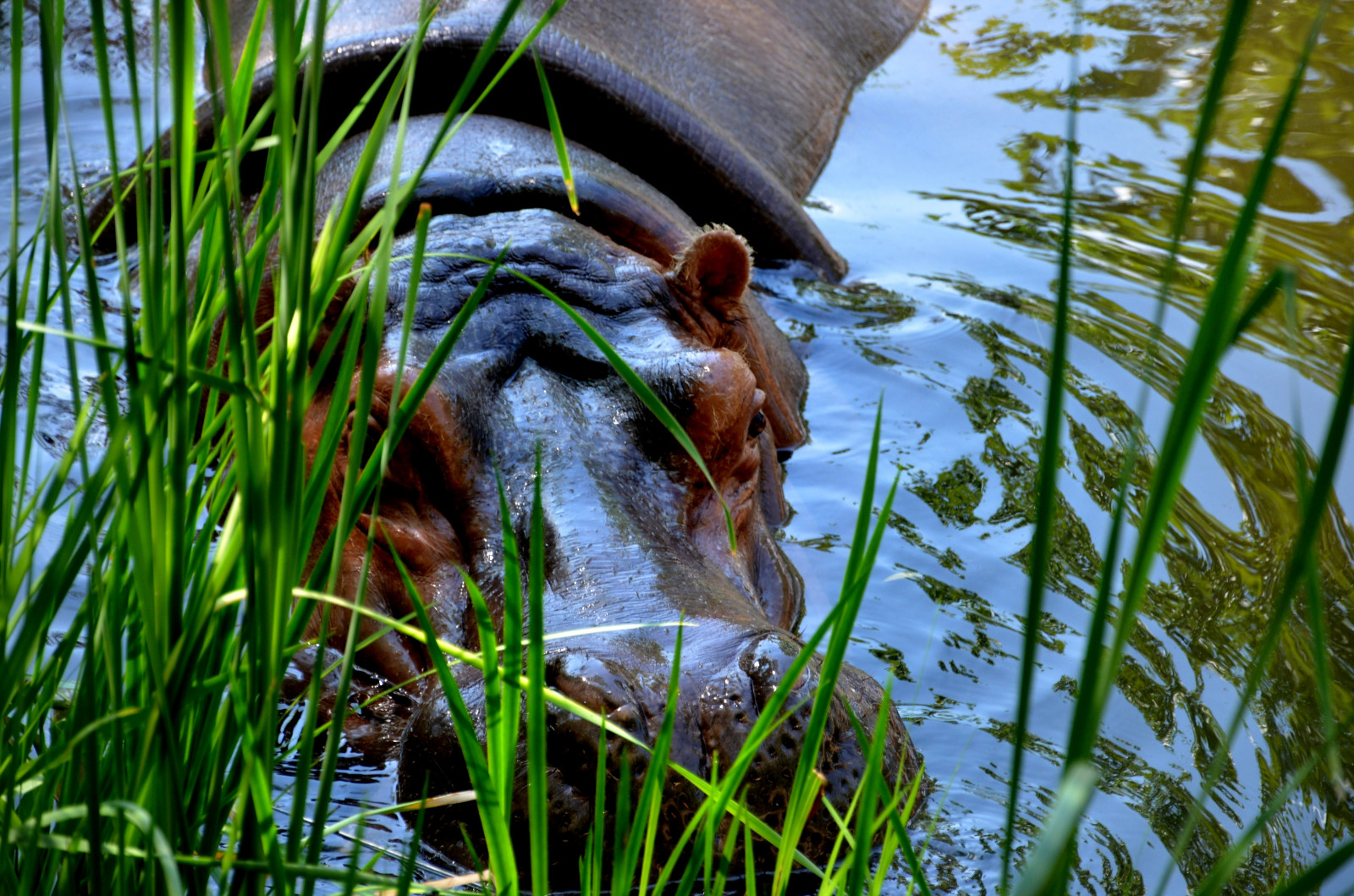 hroch, Hippopotamusamphibius, Hroch, Hrochy, Hroši, Řeky, býložravý, savec, Savci, savci, zvíře, zvěř, zooanimal, zooanimals, Volně žijících živočichů, Příroda, venku, Africananimal, Afričanům, Hippopotamidae, animalia, chordata, Hamphibius, Semiaquaticmammal, Semiaquaticanimal, Semiaquaticanimals, Seekoei, Hipopotam, Begemot, Nilskikonj, Hroch, Nejfrozí, Nijlpaard, Hipopotamo, J ehobu, Virtahepo, Ipopotam, V zil, Kudanil, Dobhareach, N lzirgs, Begemotas, Badakair, Povodnikonj, Kiboko, Suayg r