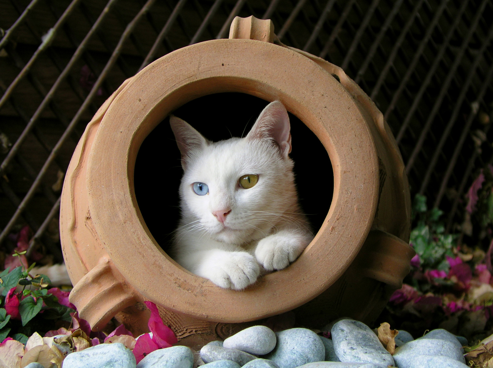 kočka, portrét, oči, zahrada, detailní, modrý, kníry, zvíře, mimo, kotě, hrnec, savec, aplusphoto, obratlovců, kočka jako savci, malé až středně velké kočky, bestofcats, whitecat, oddeyed