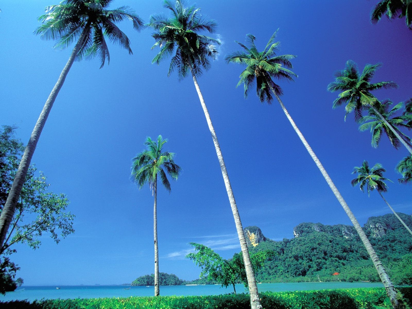 Landschaft, Meer, Himmel, Wind, Insel, Lagune, Dschungel, Karibik, Regenwald, Baum, Pflanze, Vegetation, Tropen, 1600x1200 px, Landanlage, blühende Pflanze, Holzige Pflanze, Ökosystem, Arecales, Palmenfamilie, Borassus flabellifer