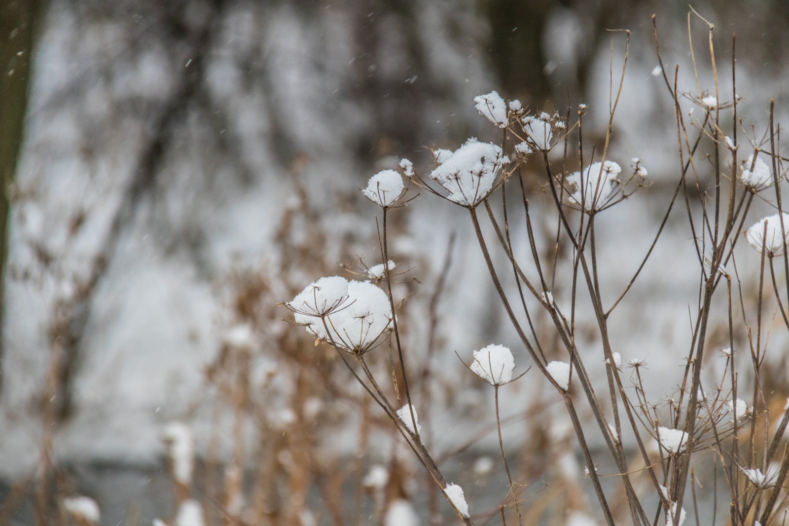sollys, natur, græs, sne, vinter, afdeling, is, frost, forår, Fryser, træ, efterår, blad, blomst, vejr, plante, sæson, flora, sn, vinter, Smygehamn, Kvist, tæt på, makrofotografering, stængelplante