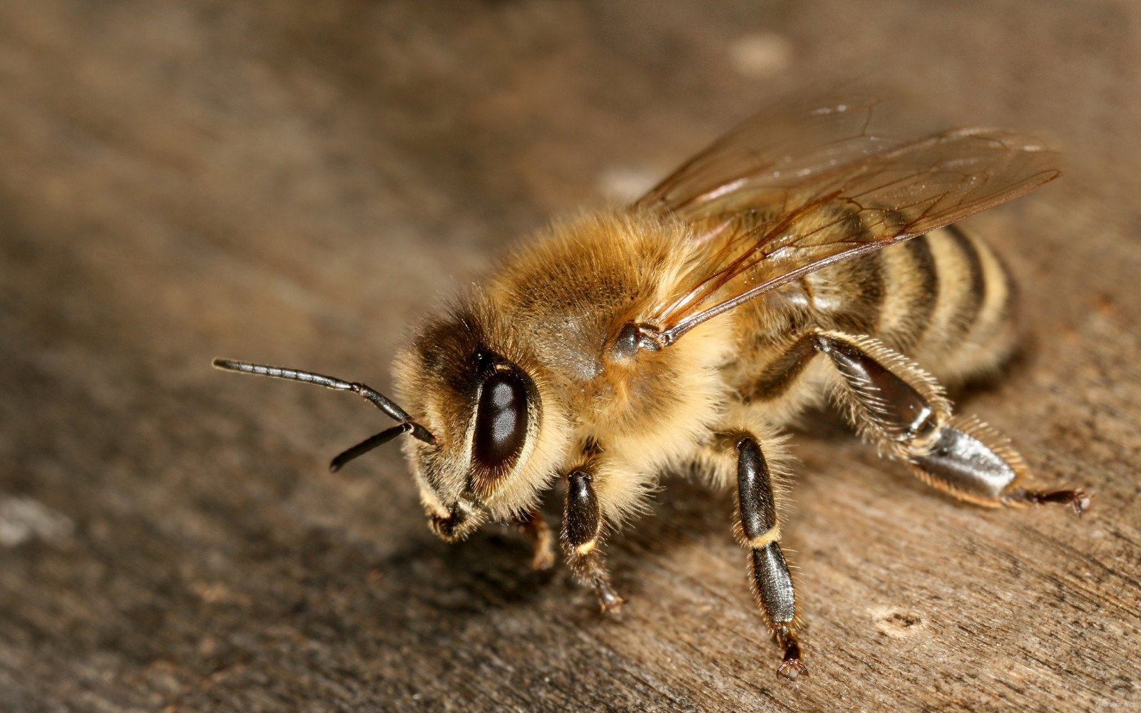 Disect Bee Wallpaper : Bee, insect, striped, antennae, body 2560x1600 - goodfon ...