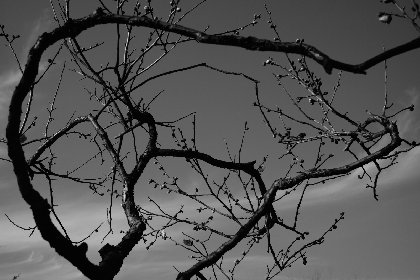 Černá, černobílý, odraz, sníh, zima, větev, Leica, Tokio, M, strom, tělesné, čára, tma, ikegamibaien, Ikegami, Summicron, summicron1235mm, type240, větvička, Černý a bílý, monochromatické fotografování, dřevina
