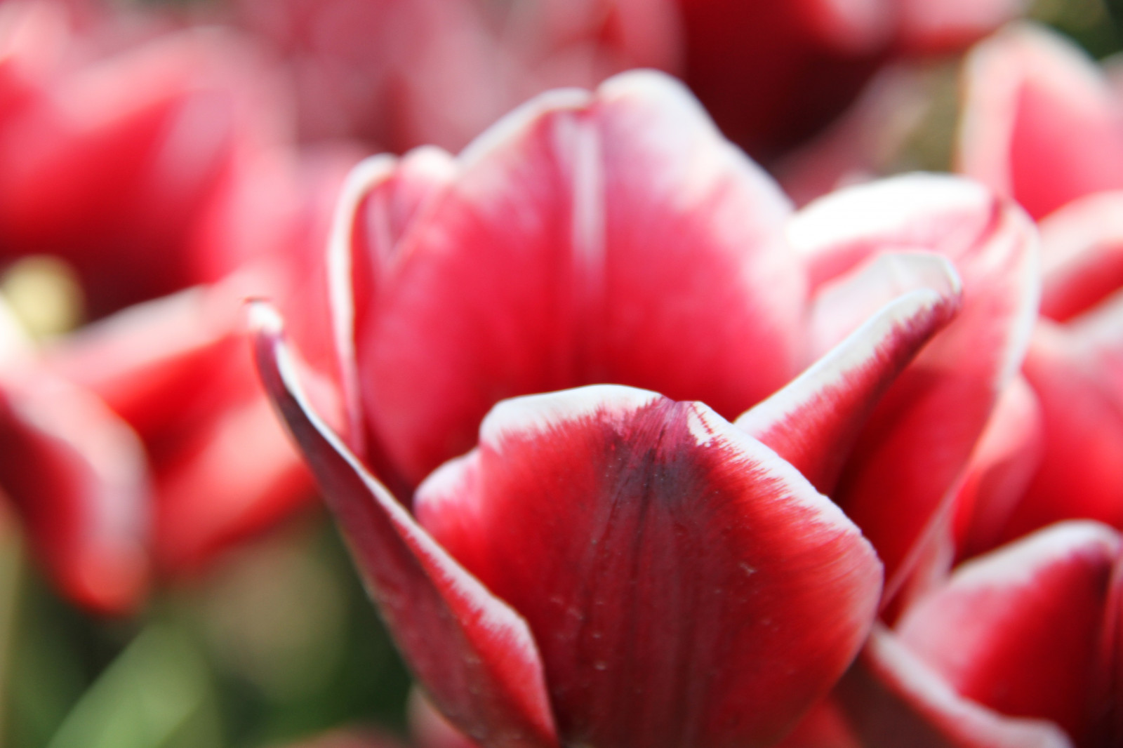 สีแดง, สีชมพู, ดอกไม้, ปลูก, ดอกทิวลิป, Tulpaner, กลีบดอก, โรงงานที่ดิน, พืชดอก, ใกล้ชิด, การถ่ายภาพมาโคร, ต้นกำเนิด, ลิลลี่ครอบครัว