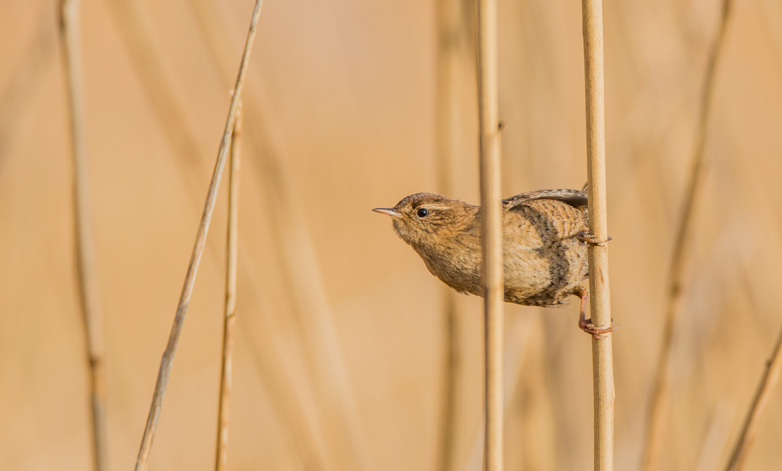 Příroda, dřevo, Volně žijících živočichů, Nikon, Švédsko, zobák, Vrabec, Sverige, Tamron, zvíře, venkovní, pták, natur, DJUR, f gel, fauna, větvička, tráva rodina, střízlík