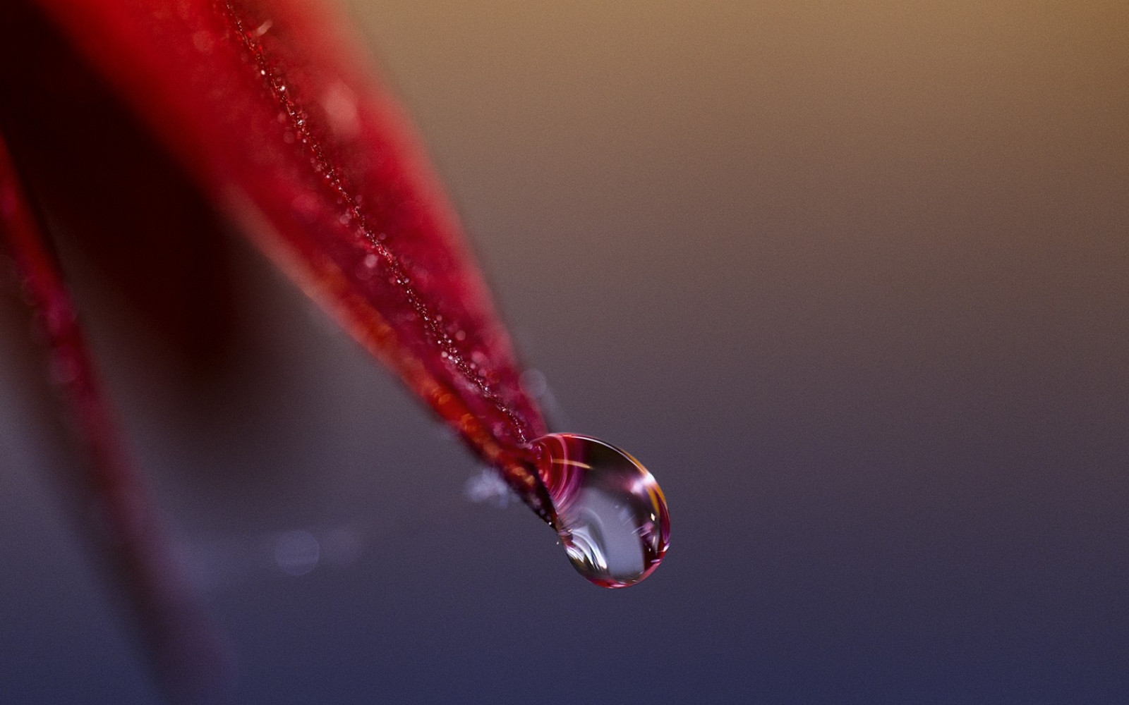 Hình nền : Lá, rơi vãi, sương, Đỏ, lý lịch 1680x1050 - 4kWallpaper ...