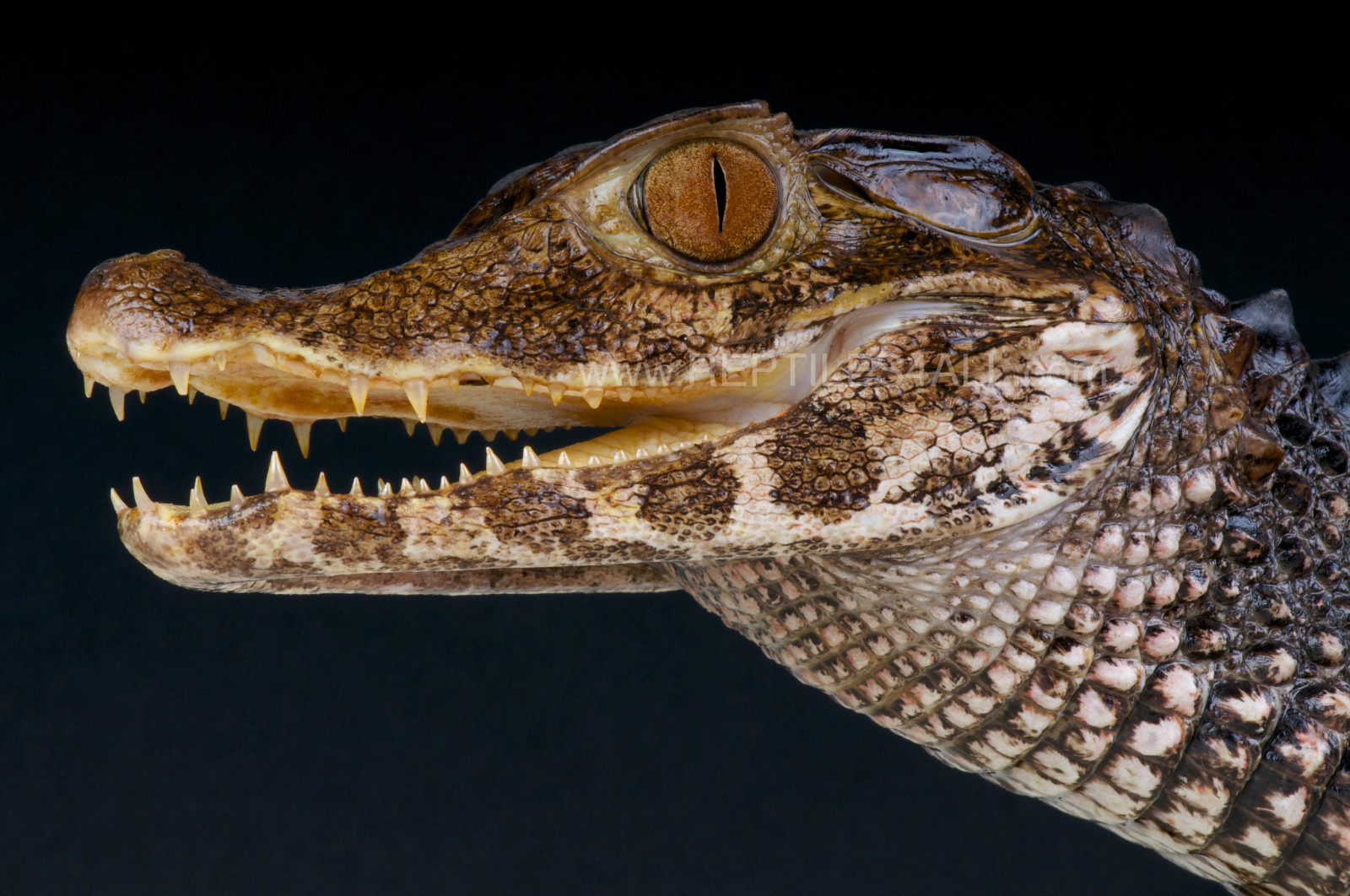 Wallpaper : animal, fauna, Amazon, wildlife, teeth, crocodile