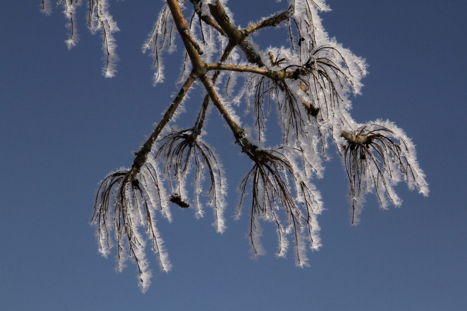 himmel, sne, vinter, afdeling, is, frost, Holland, Fryser, Sky, træ, blå himmel, dagtimerne, Bergschenhoek, Kvist, computer tapet, atmosfære af jord, makrofotografering, stængelplante, fyr familie, Vorst, blauwelucht, chrystals, ijskristallen, boomtakje