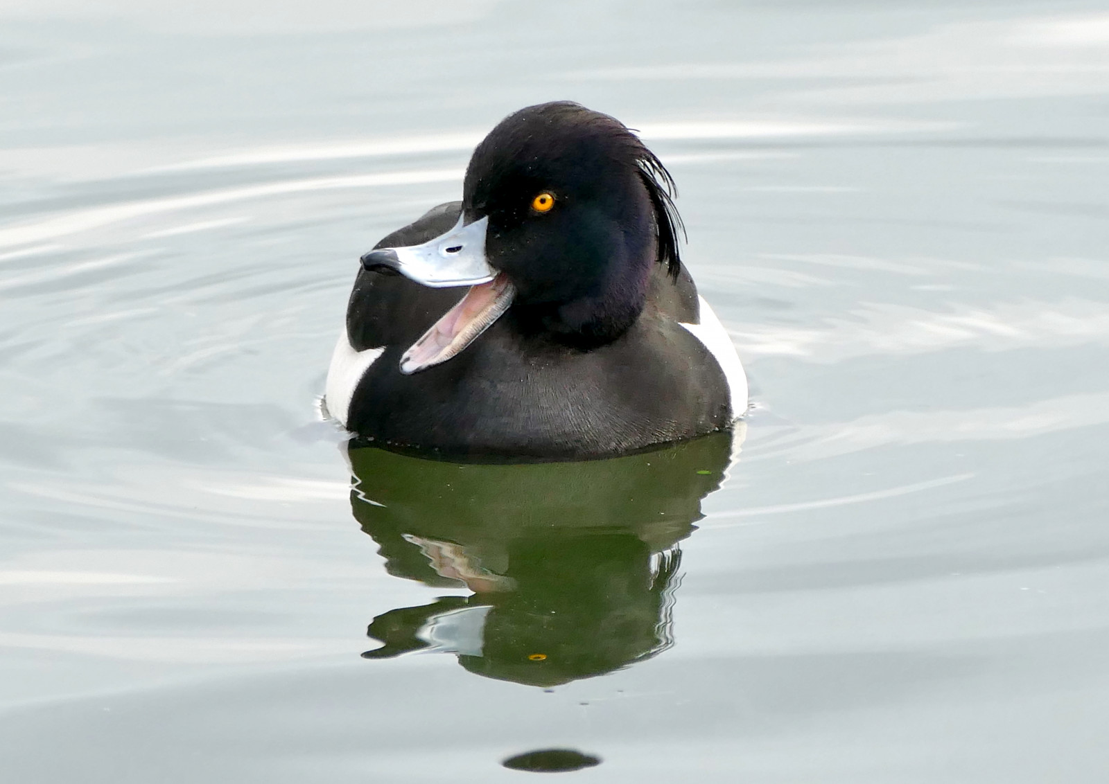 Wallpaper wildbirdsuk, wildlife, wildbirdsbreedingseason2017, durham
