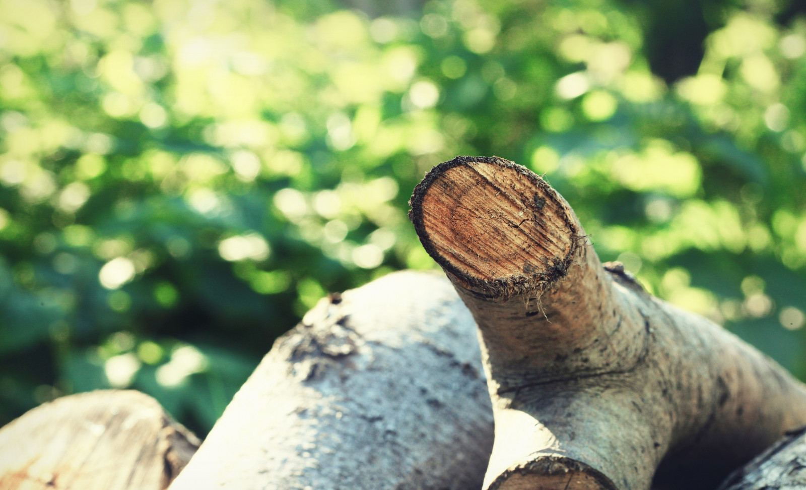 sollys, Skov, dybdeskarphed, natur, græs, planter, fotografering, træ, afdeling, grøn, dyreliv, træ, efterår, blad, hånd, krybdyr, fauna, vedplante, tæt på, makrofotografering