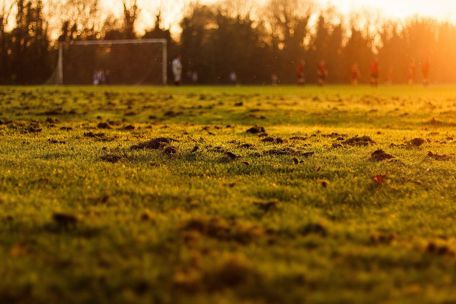 slunečnímu záření, krajina, sport, západ slunce, tráva, nebe, pole, žlutý, večer, ráno, letní, fotbal, strom, list, lučina, Fotbal, louka, prérie, tráva rodina, ekoregion
