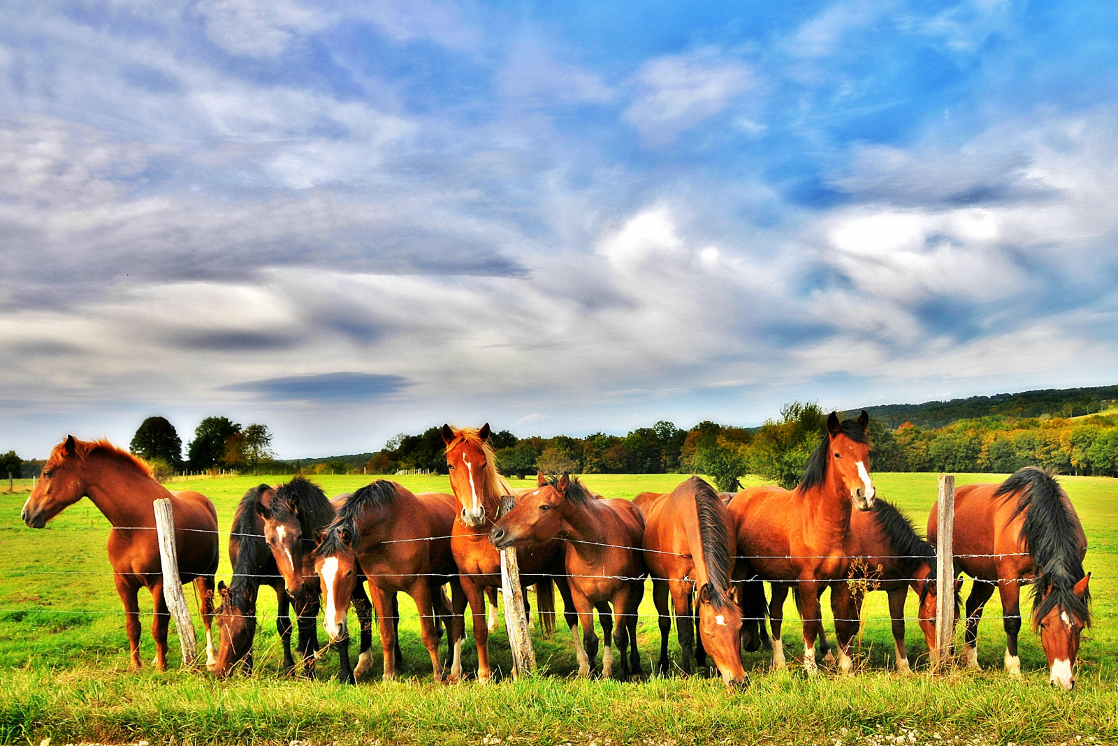 krajina, kůň, tráva, nebe, pole, step, 2012, lučina, prozkoumat, cielo, koně, pastvina, stádo, louka, ciel, kobyla, chevaux, prérie, fabuleuse, ranč, venkov, místo výskytu, přírodní prostředí, ekosystém, kůň jako savci, mustang kůň, pastvisko, juments, Troupeau, franchesmontagnes, plán techeval, f vrier2014