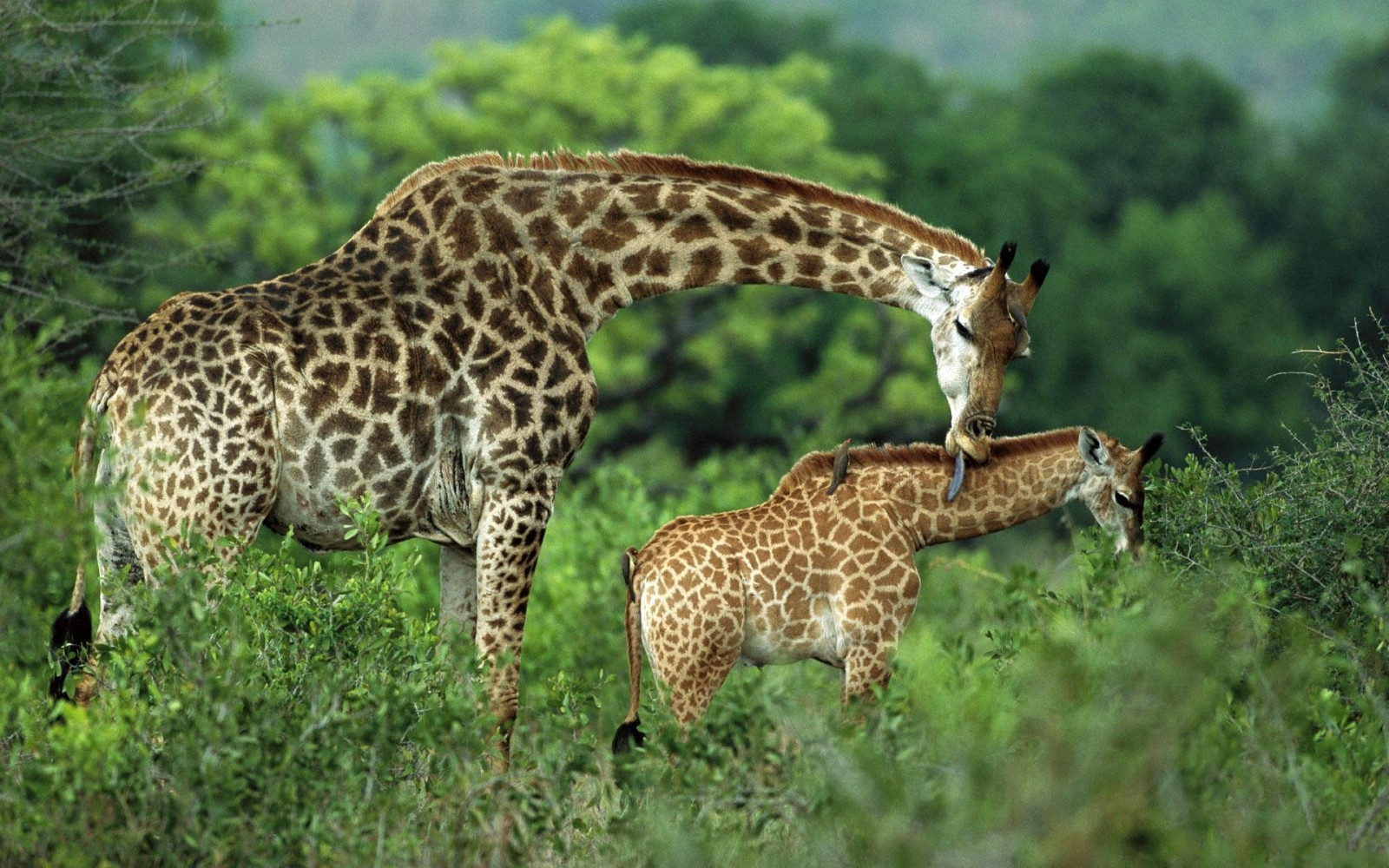 Giraffen, Paar, Gras, Cub, Pflege, gehen