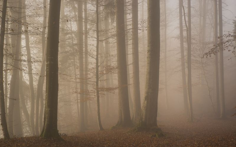 sunlight, trees, landscape, forest, fall, leaves sunlight, trees, landscape, forest, fall, leaves