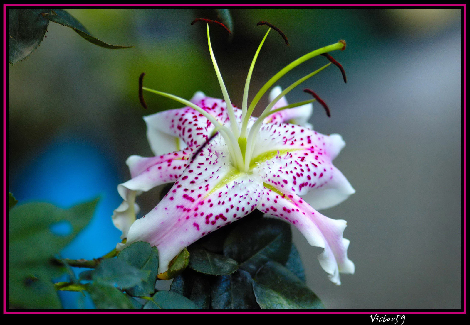 růžový, Itálie, rostlina, květ, makro, verde, zelená, Příroda, topf25, detailní, zahrada, japonský, Nikon, Italia, lilie, nikond70, bokeh, natur, rosa, makro, fiore, rosso, bianco, Soe, Speciosum, Cosmossulfurus, abigfave, impressedbeauty, aplusphoto, Lotusfee, superhearts, ishflickr, excapturemacro, Exmacrocapture, macroflowerlovers, mimamorflowers, awesomeblossoms, sirvictor59, Amazingmacros