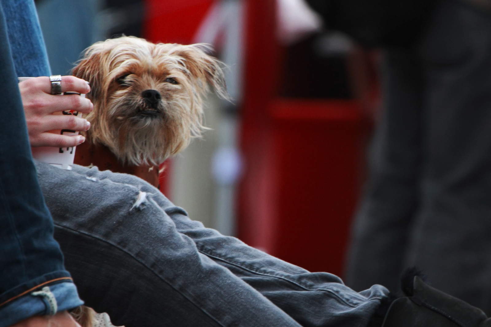 Wallpaper park, street, old, bridge, dog, cute, eye, dogs, cup