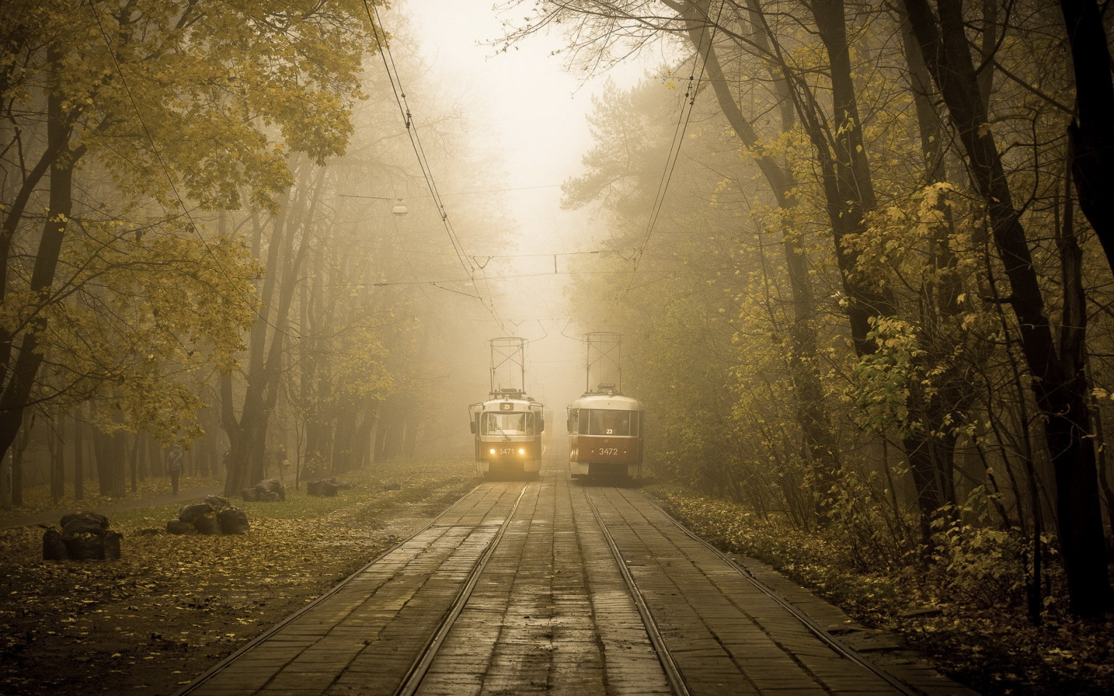 slnečnému žiareniu, les, veľkomesto, noc, sneh, zimné, večerné, dopoludnia, hmla, atmosféra, Rusko, svetlo, strom, jeseň, hmla, počasie, svitania, sezóna, tma, Zálesí, habitat, prírodné prostredie, atmosférický jav, drevina