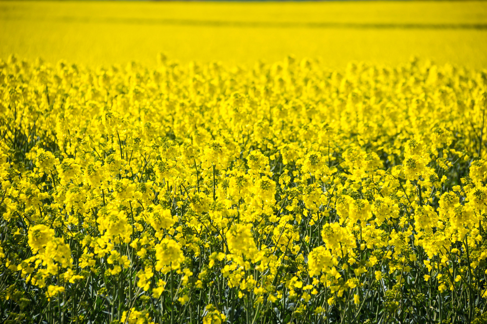 Wallpaper landscape, food, field, yellow, Rapeseed, flower, grassland