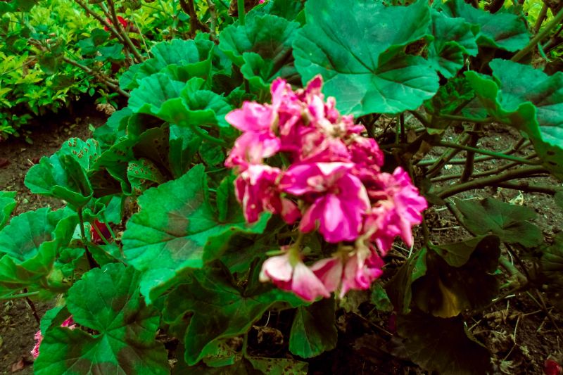 paesaggio, piante, rosa, giardino, foglia, fiore