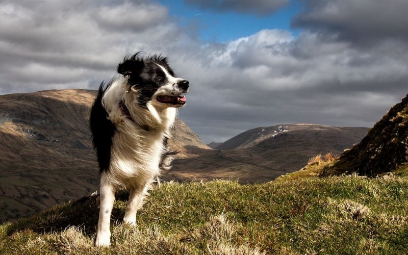 Animales, perro, Border Collie, paisaje, naturaleza, Ventoso Animales, perro, Border Collie, paisaje, naturaleza, Ventoso