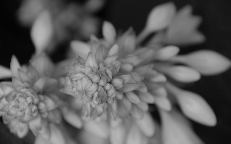 hvid, sort, monokrom, fotografering, kronblade, blomst