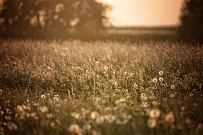 campo, al aire libre, Plantas, Flores