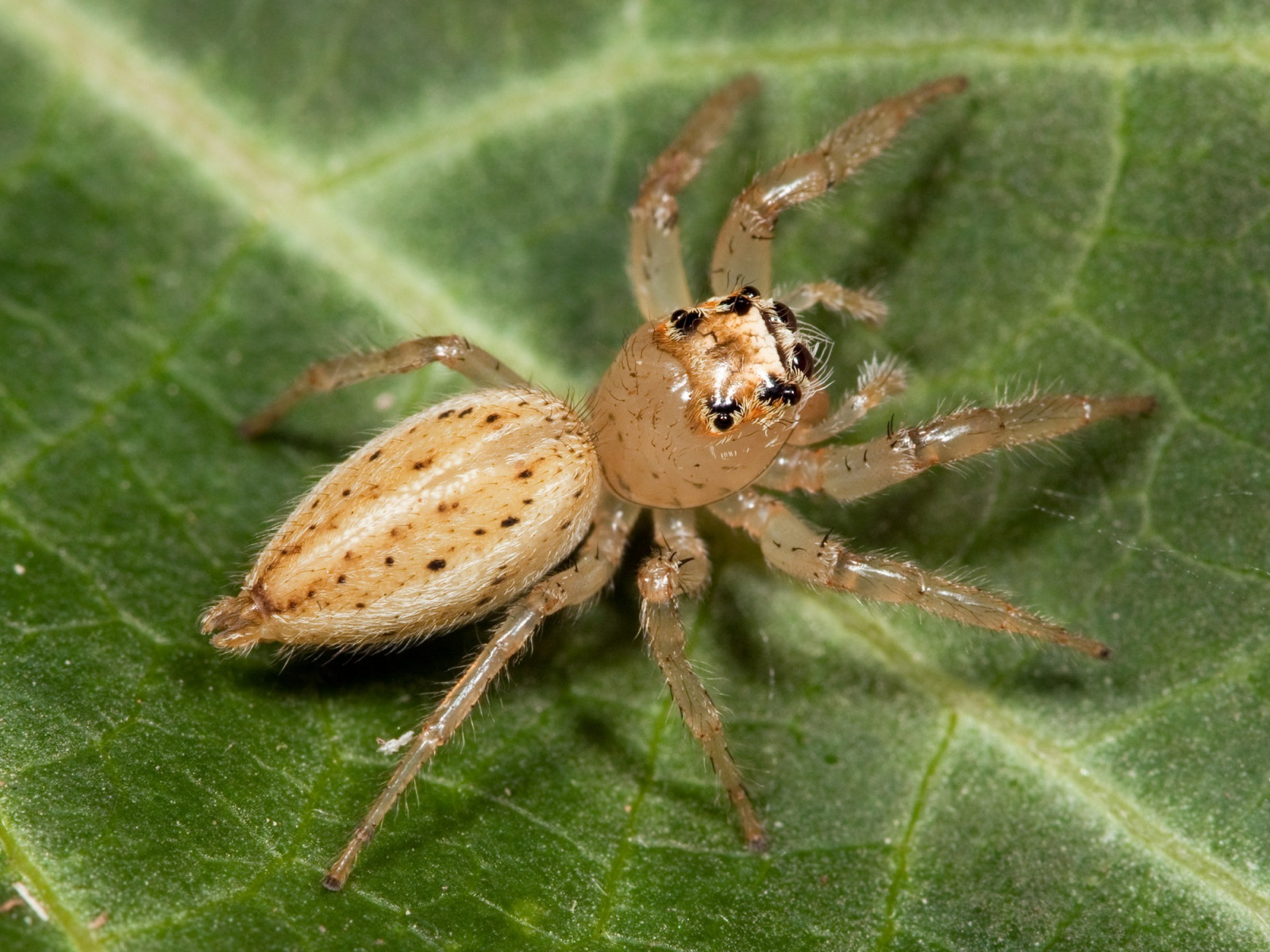 zvěř, hmyz, pavouk, pavoukovec, weevil, fauna, 2000x1500 px, zblízka, makro fotografie, bezobratlý, členovců, orb weaver pavouk, araneus, Evropská zahradní pavouk, insekt