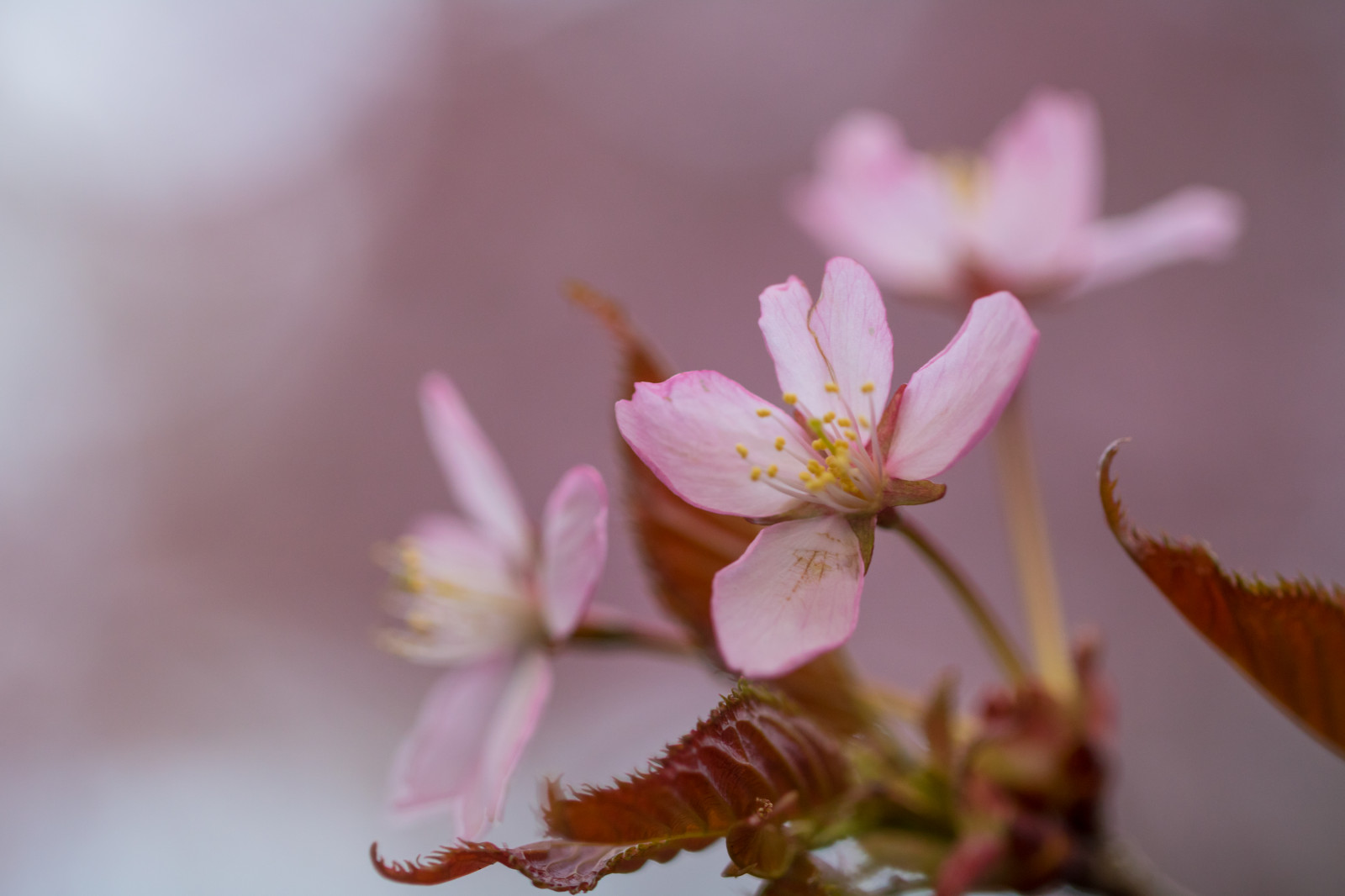 fotografování, makro, větev, Třešňový květ, květ, růžový, jaro, list, květ, rostlina, flóra, makro, okvětní lístek, Blom, rosa, vyrobit, botanika, kvetoucí rostlina, zblízka, makro fotografie, závod stonek