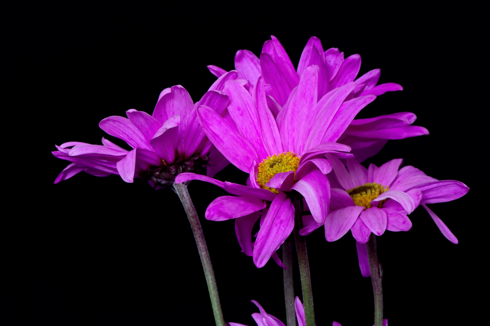 デスクトップ壁紙 黒 フラワーズ 冬 紫の 閉じる 黄 立っている ピンク ウィスコンシン州 マゼンタ セット 工場 フローラ ダンス 花弁 ワイルドフラワー コンピュータの壁紙 開花植物 年間プラント マクロ撮影 植物の茎 デイジーファミリー 菊