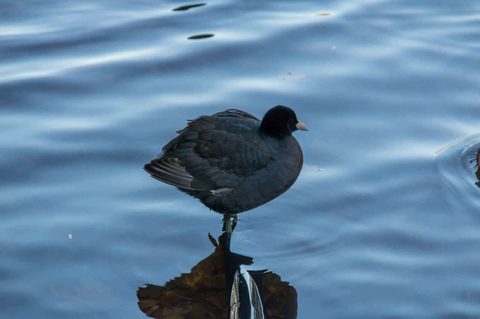 hav, vand, natur, afspejling, dyreliv, and, næb, fugl, Kungsparken, malmø, blishøne, fp gel, soth na, vinge, fauna, vandfugle, hvirveldyr, vand fugl, ducks gæs og svaner