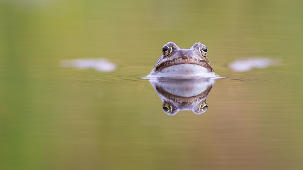 wimzilver, wimboon, Kikker, bruine, alblasserbos, Alblasserwaard, natura, Nederland, canon300mmf4lis14ex, canoneos5dmarkiii, reflectie, riflessione, Ranatemporaria, Commonfrog, Bruinekikker