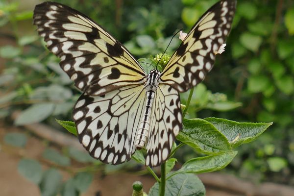 flower,plant,wings,butterfly,insect,wildlife