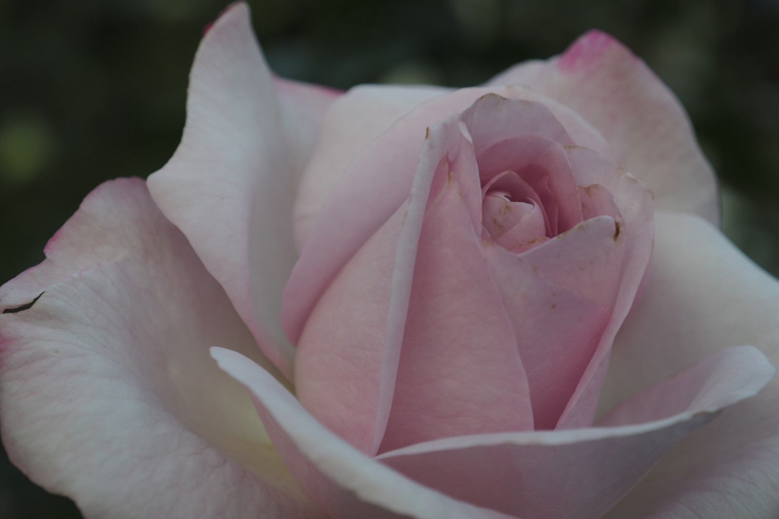 Japan, Weiß, Rose, Rosa, Tokio, Olymp, Jp, Blume, Pflanze, Blütenblatt, Mzuiko, Kyufurukawagarden, Omd, Em5, Omdem5, Mzuikodigital1250mmf3563, Mzuiko1250, Em5mark2, Omdem5mark2, Landanlage, blühende Pflanze, Nahansicht, Makrofotografie, Pflanzenstamm, Gartenrosen, Rose Familie, Stieg bestellen, Floribunda