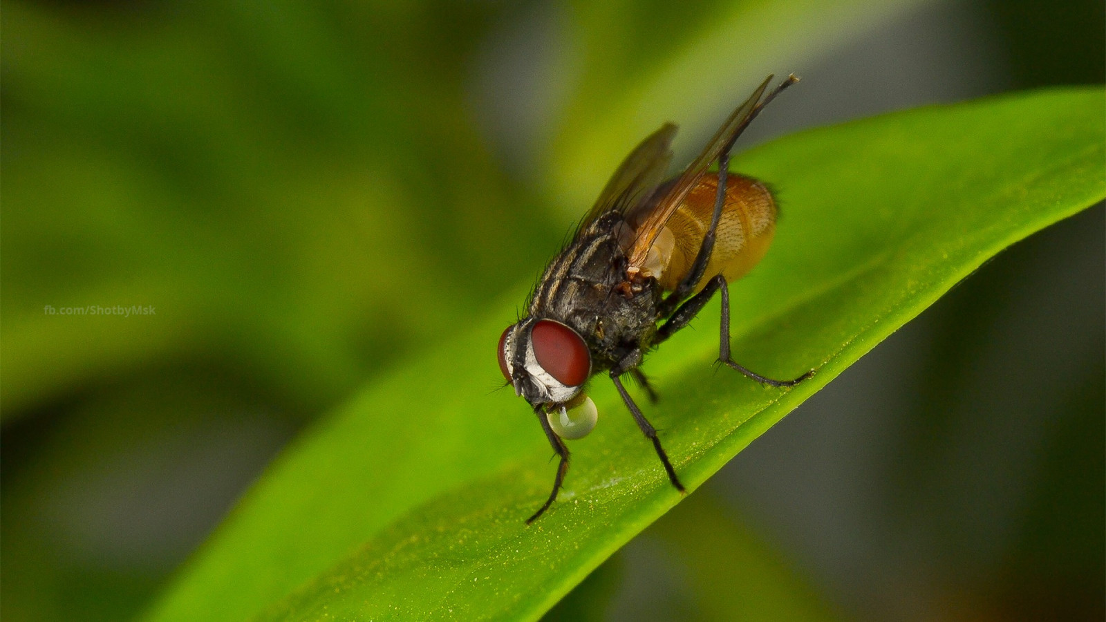 Příroda, křídla, fotografování, detailní, makro, hmyz, zelená, bokeh, Létat, list, květ, flóra, fauna, škůdce, zblízka, makro fotografie, závod stonek, bezobratlý, členovců, nektar, insekt